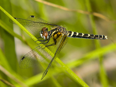 Nannothemis bella