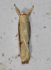 Compsotorna oligarchica