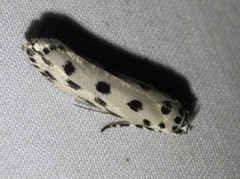 Ethmia sphaerosticha