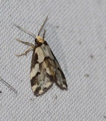 Philenora chionastis