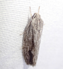 Agriophara leptosemela
