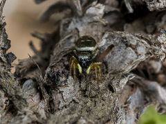 Heliophanus curvidens