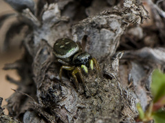 Heliophanus curvidens