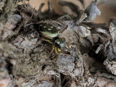 Heliophanus curvidens