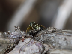 Heliophanus curvidens