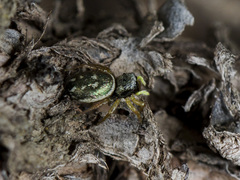 Heliophanus curvidens