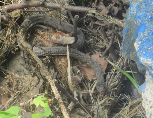 Northern Water Snake