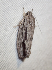 Agriophara leptosemela