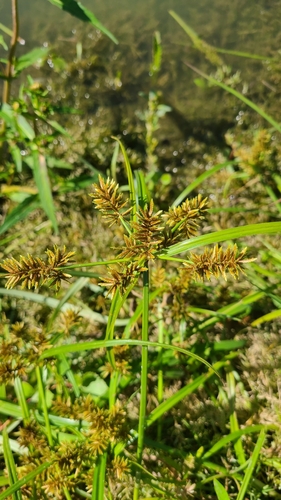 redroot flatsedge