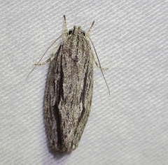 Agriophara leptosemela