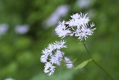 Thalictrum filamentosum