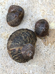 Cornu aspersum