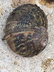 Cornu aspersum