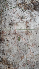 Dasispermum hispidum