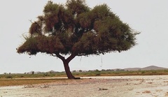 Umbrella Thorn Acacia (Vachellia tortilis)