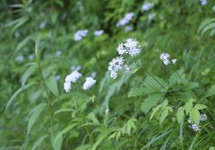 Thalictrum filamentosum