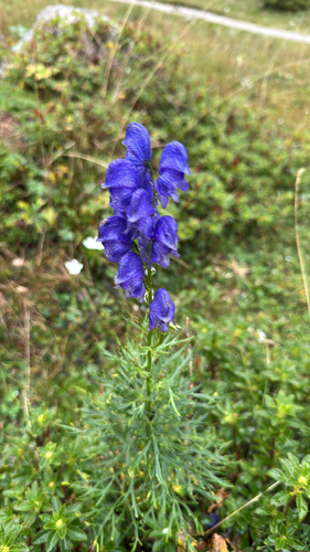 Aconitum angustifolium, photograph 1