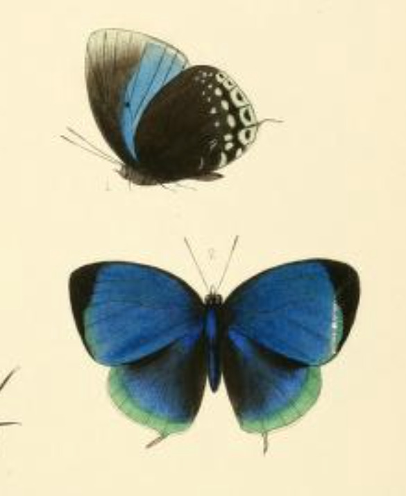Tailed Cycadian