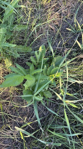 crowned saw-wort