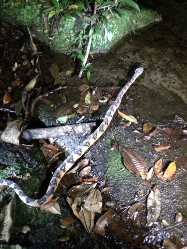 Atlantic Forest bushmaster