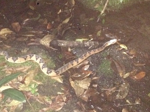 Atlantic Forest bushmaster