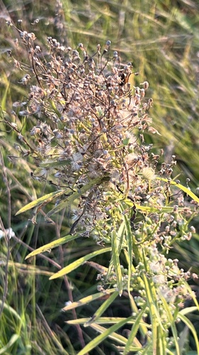 horseweed