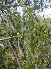 Hugonia coursiana image