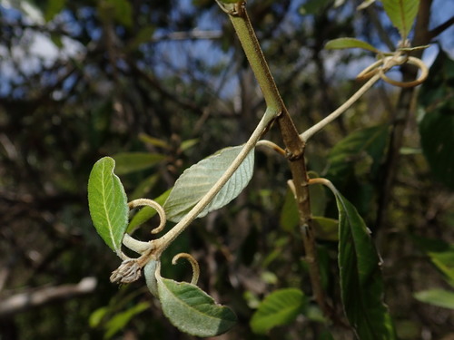 Hugonia coursiana image