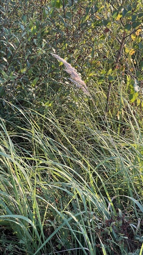 Bushgrass