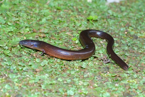 Larutia larutensis
