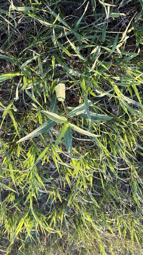 water smartweed