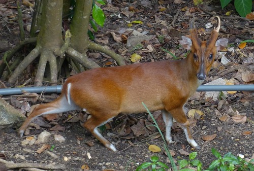 Northern Red Muntjac