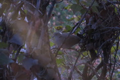 Streptopelia decaocto