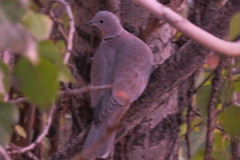 Streptopelia decaocto