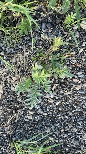 common silverweed