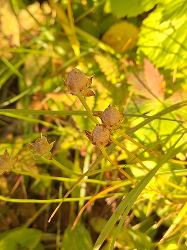 marsh grass-of-Parnassus