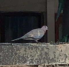 Streptopelia senegalensis
