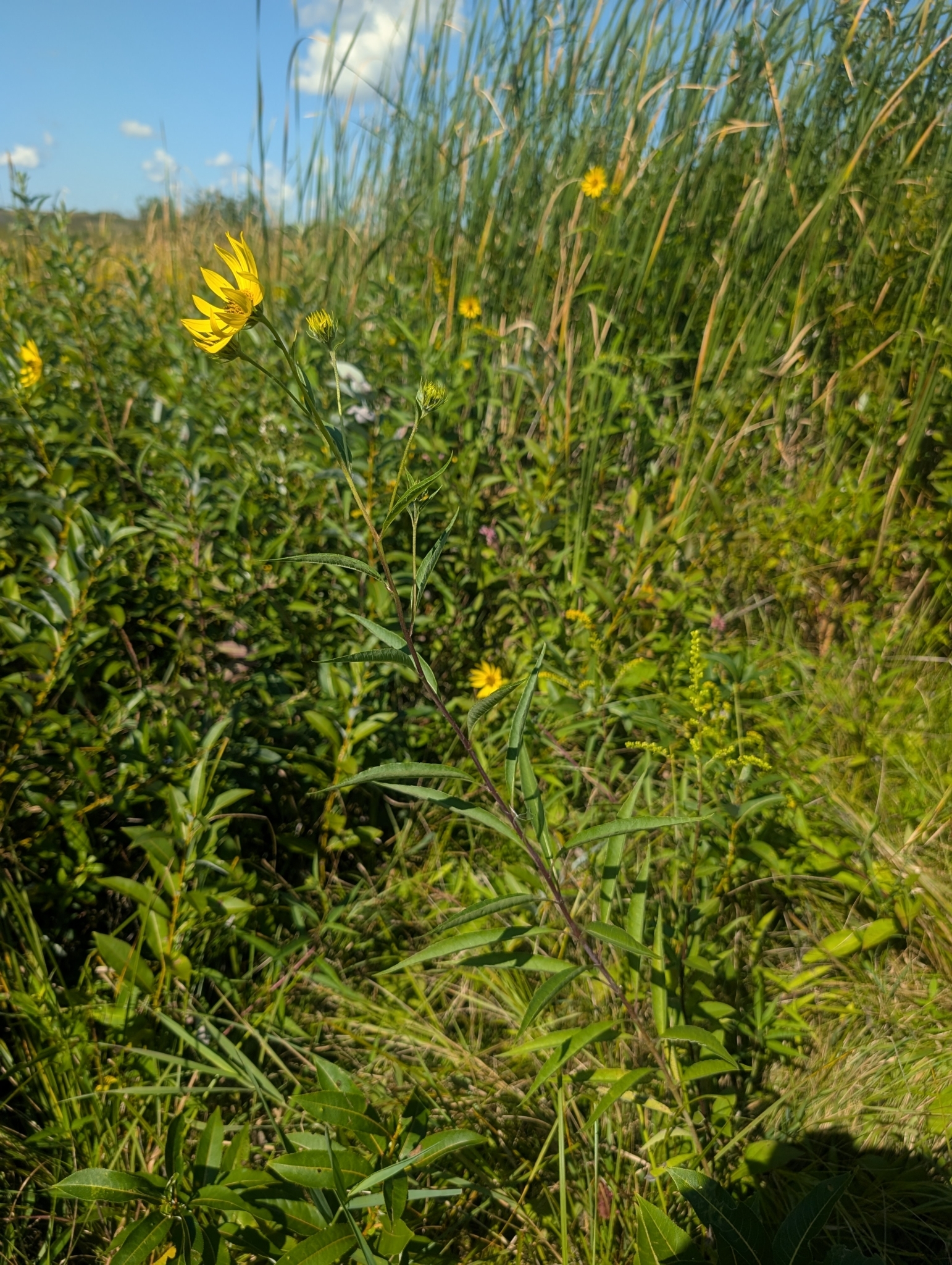 Helianthus X luxurians