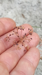 Dasispermum hispidum