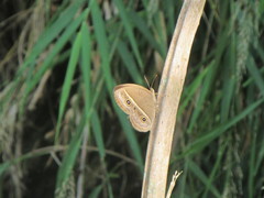 Mycalesis gotama nanda