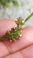 Thesium capitatum