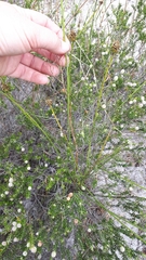 Thesium capitatum