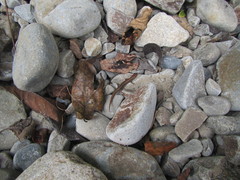 Scincella formosensis