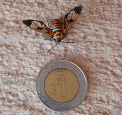 Gymnelia ethodaea
