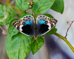 Junonia orithya