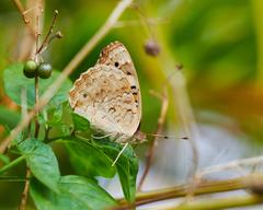 Junonia orithya