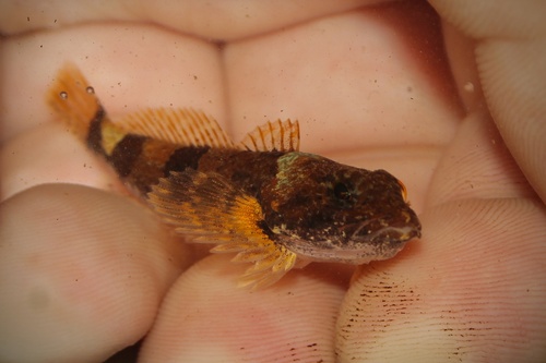 Gebande rivierdonderpad (Cottus carolinae) — Cottidae — 3