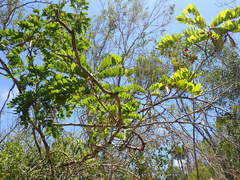 Millettia