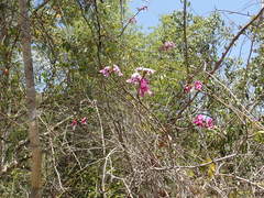 Millettia