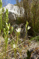 Ornithogalum schlechterianum